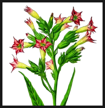 what does a tobacco flower look like Nicotiana alata