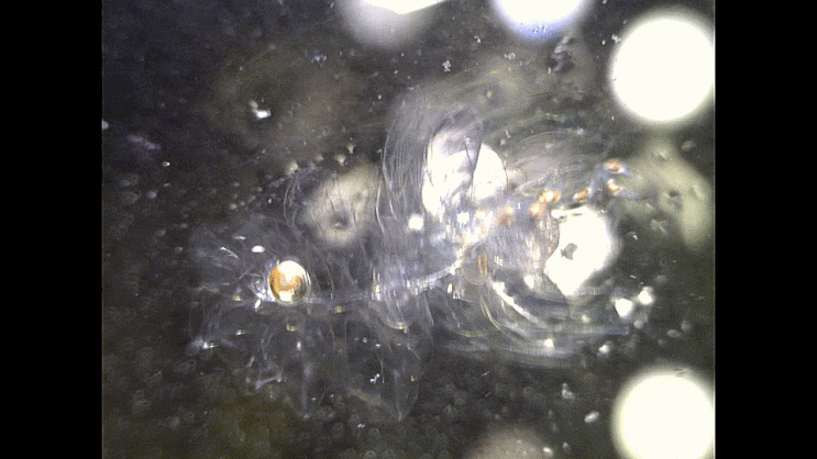  (Possibly) Forskalia species (juvenile: Forskalia tholoides Haeckel, 1888 ネギボウズクラゲ) 관해파리류의 1종