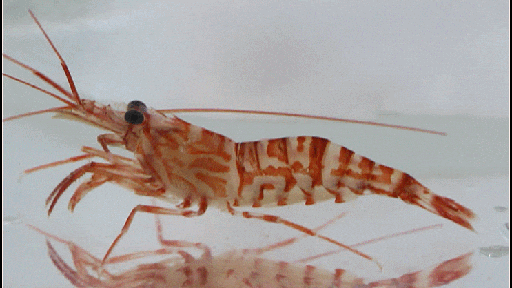  Lysmata kuekenthali 근사종, アカモエビ類 줄무늬꼬마새우과의 1종