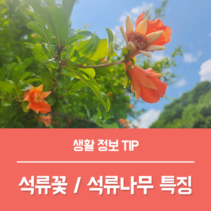  석류꽃 특징과 석류나무 키우기, 석류 꽃말 총정리!