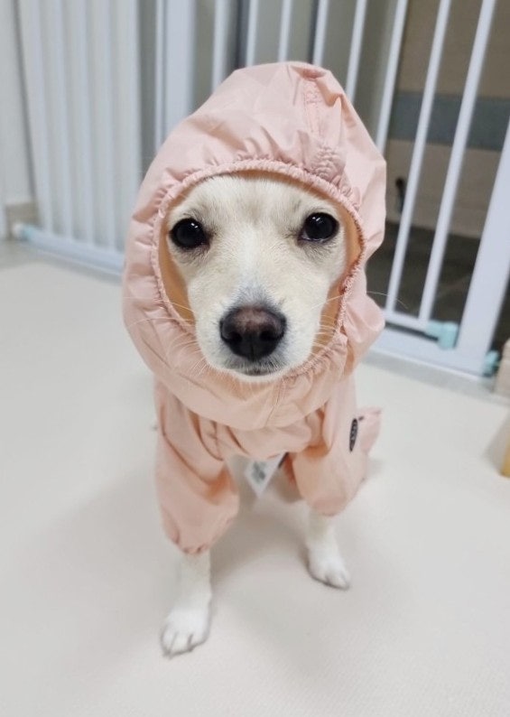 강아지 우비 애견옷 쏘오옥 에어커버롤 바람막이겸용 통기성 좋은 비옷