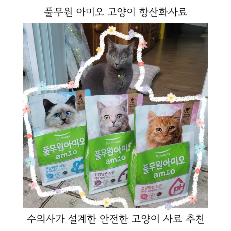  고양이 사료 추천 풀무원 아미오 항산화사료 기호성 테스트
