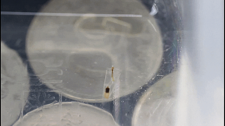  떠돌이주름뿔고둥 Hyalocylis striata (Rang, 1828)  ガラスウキヅノガイ