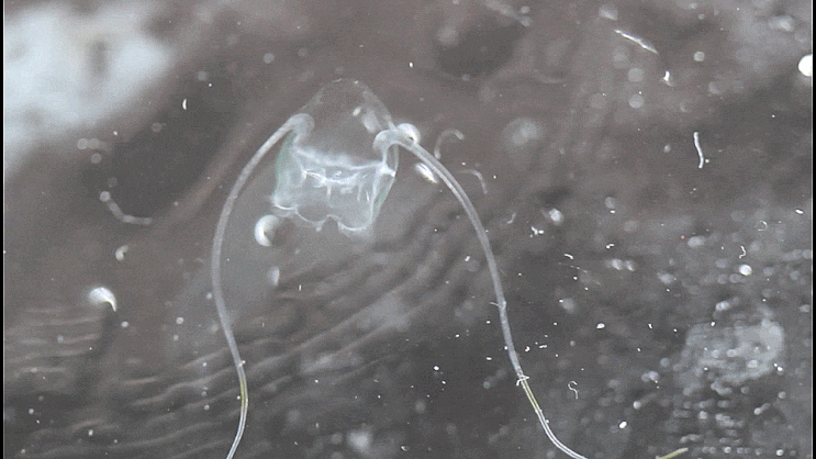  쌍촉수태양해파리 Solmundella bitentaculata ヤジロベエクラゲ