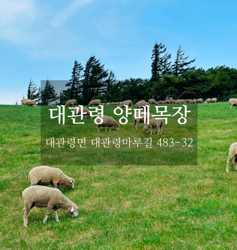 강원도 대관령 양떼목장 할인 방법 및 유모차 끌고 6개월 아이랑 간 찐후기