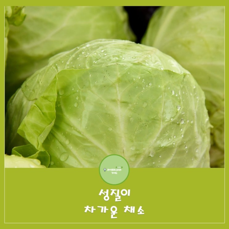  성질이 차가운 채소 알아보기