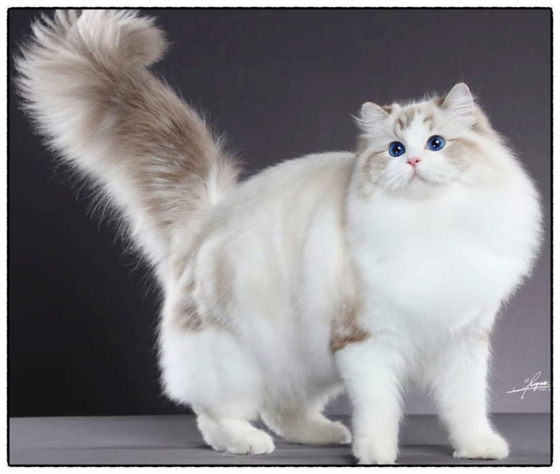 렉돌 고양이 가격과 정하는 기준