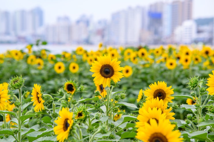  7월 광안리 해수욕장의 해바라기