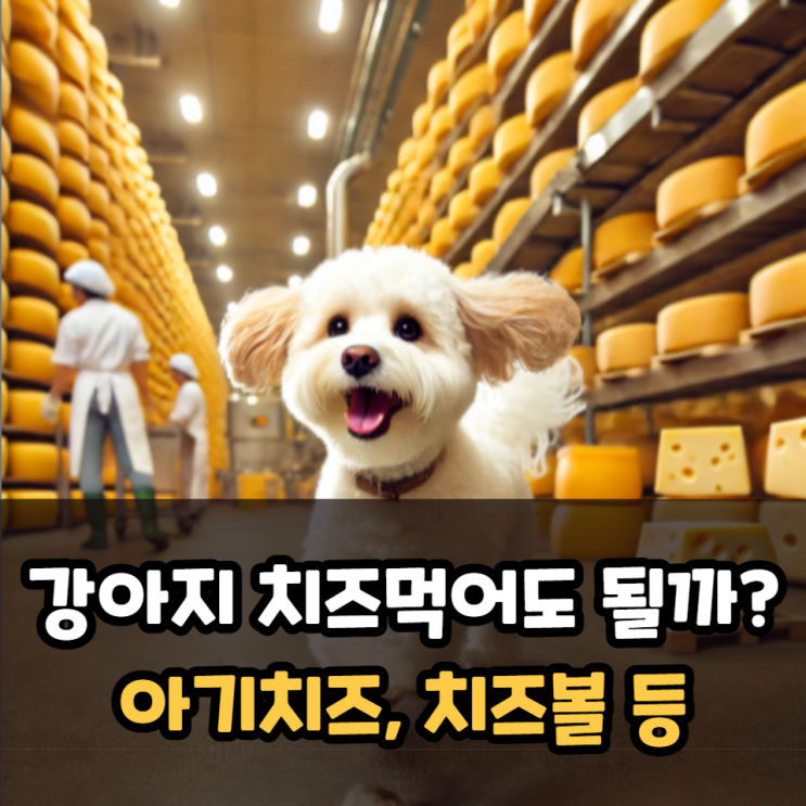  강아지 아기치즈 치즈볼 치즈 먹어도될까?