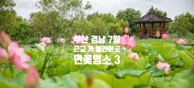  [부산 경남 근교 7월 가 볼만한 곳] 연꽃 명소 3,연꽃 촬영시간? 700년전 아라홍련, 2000년 전의 연실 발아 오가하스,통도사연꽃,삼락생태공원연꽃,두구동연꽃소류지