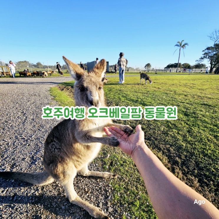  호주여행추천 포트스테판 모래썰매 ~ 오크베일팜 동물원