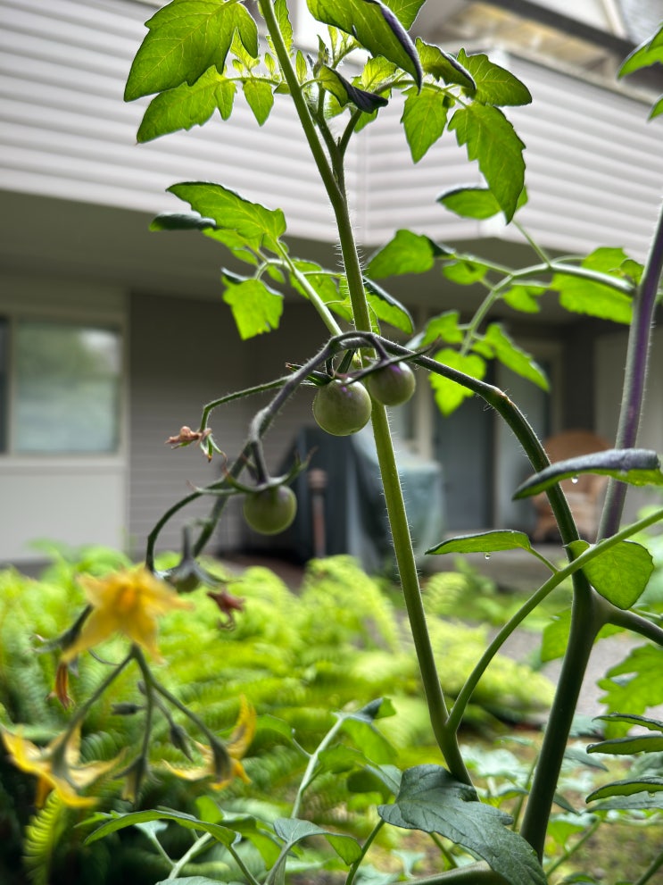  천연 살충제: 님 오일(Neem Oil) 사용법