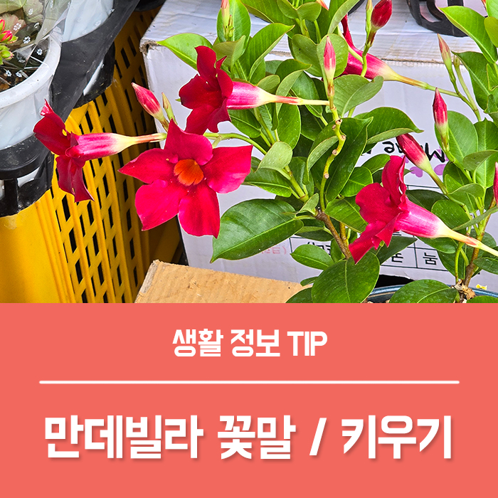 만데빌라 키우기, 브라질 자스민 만데빌라 꽃말은?