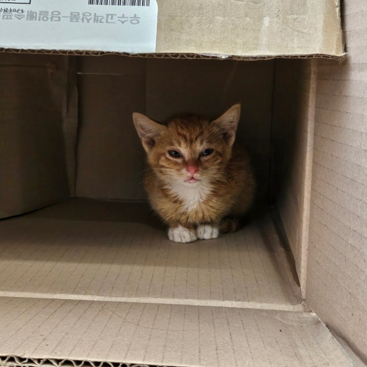  아기고양이 입양