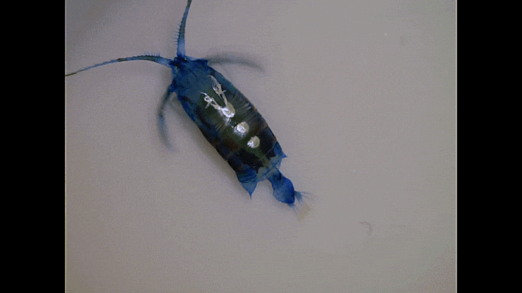  보트노벌레 류의 1종 Pontella sp.  (Copepoda)