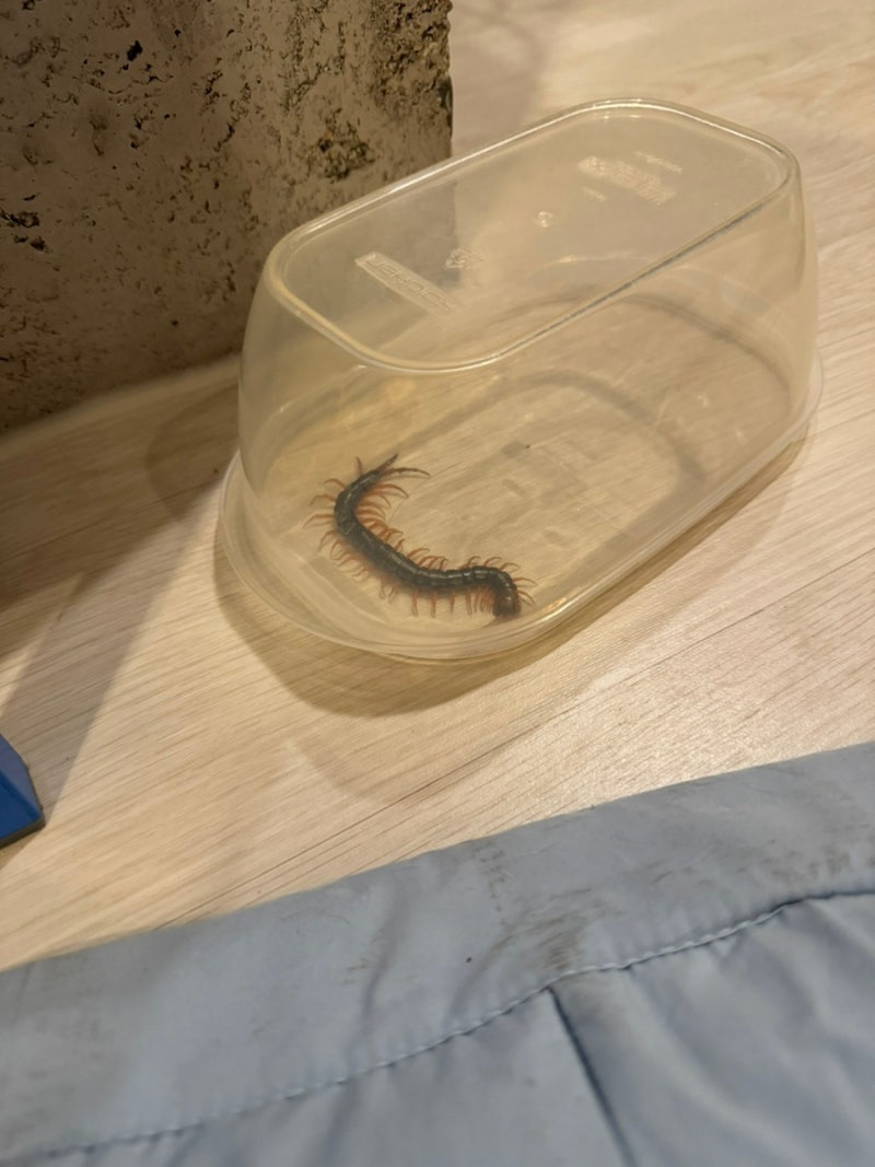 가장 쉽게 지네 죽이는법 잡는법 (제품X)