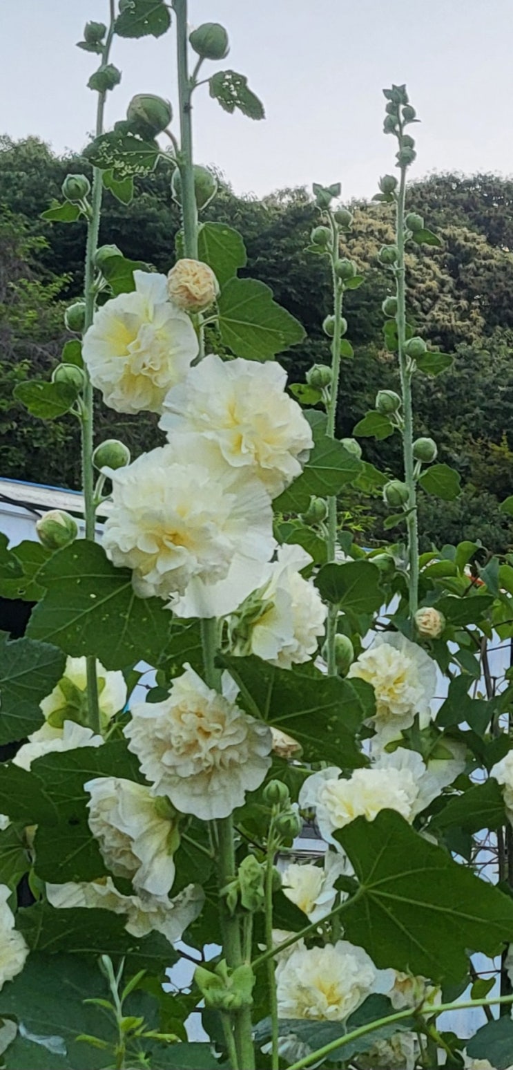 초여름 비 (박인걸) 초여름 비 (박인걸)