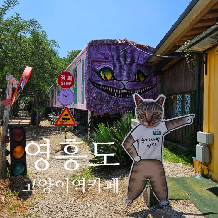  [인천 영흥도]고양이역 카페 유기묘 보호소 데이트 아이들과 가볼만한 곳/운영시간, 주차 내돈내산 후기