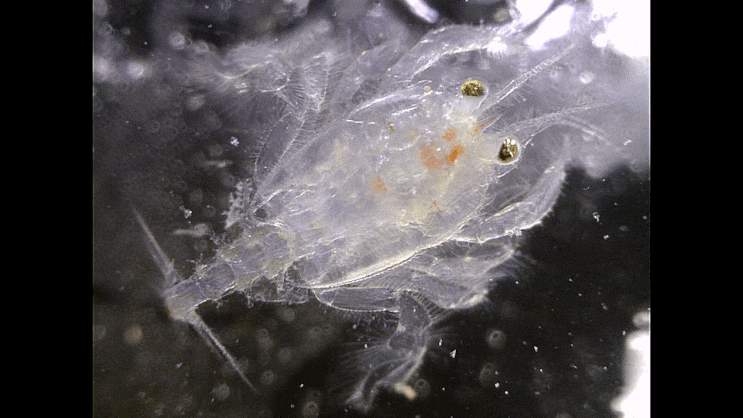  아마 게가재의 라발 스테이지와 유체 (possibly) Blepharipoda liberata (Larval & early juvenile stage)