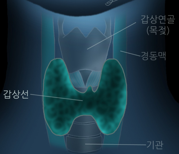  도라지가 갑상선암에도 좋다고ㅣ도라지 뿌리 한방명은 길경