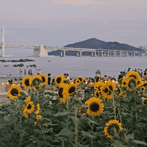  부산 광안리 해바라기 사진찍기 좋은 핫플 데이트 코스