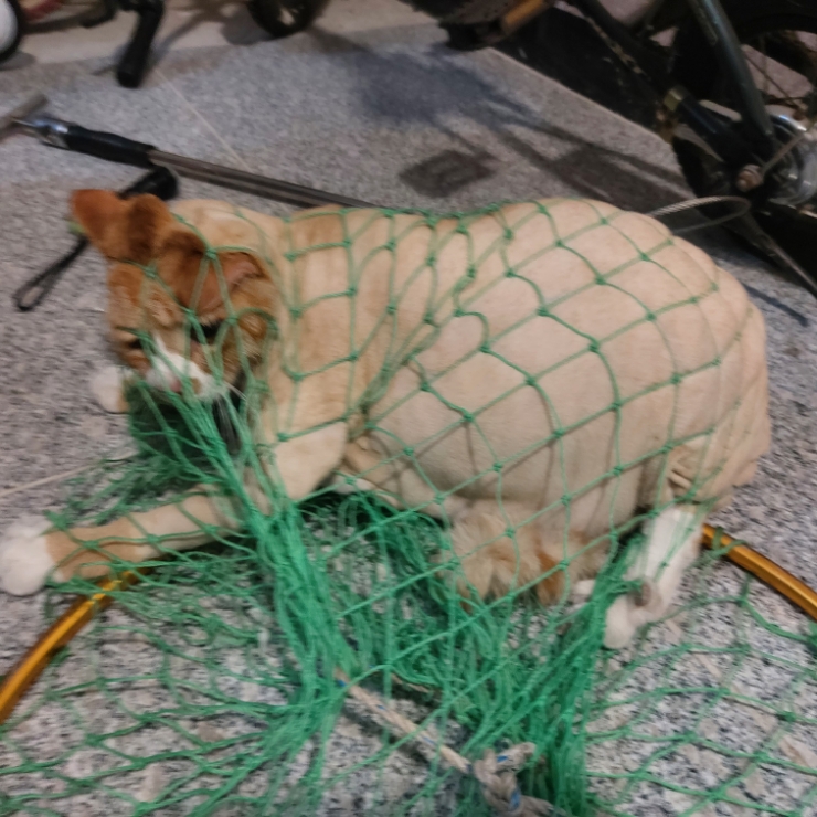  김관채 고양이탐정 후기/(경기 안산)빌라에서 새벽에 가출한 고양이를 옆 건물 창고에서 구조
