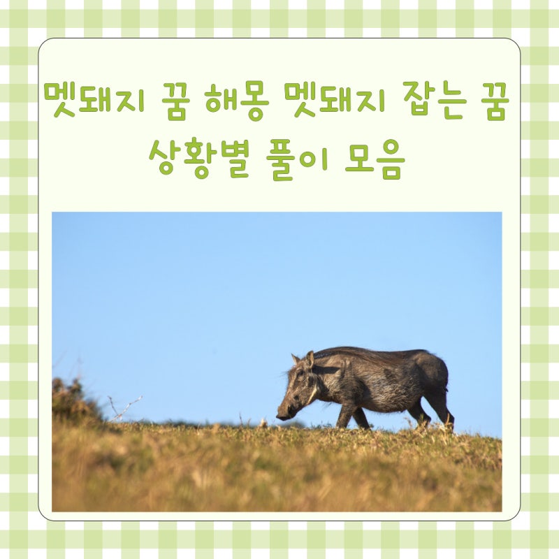 멧돼지 꿈 해몽 멧돼지 잡는꿈 죽이는꿈 멧돼지 보는꿈 쫓기는꿈 상황별 풀이 모음