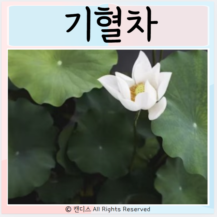  기혈차 재료와 효능 알아보기