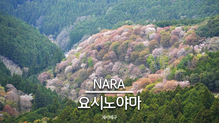  나라 벚꽃 단풍 명소 요시노야마 가는 법 및 후기