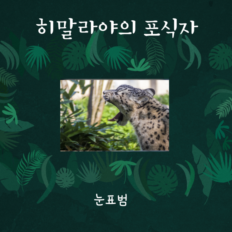  눈표범 히말라야의 포식자