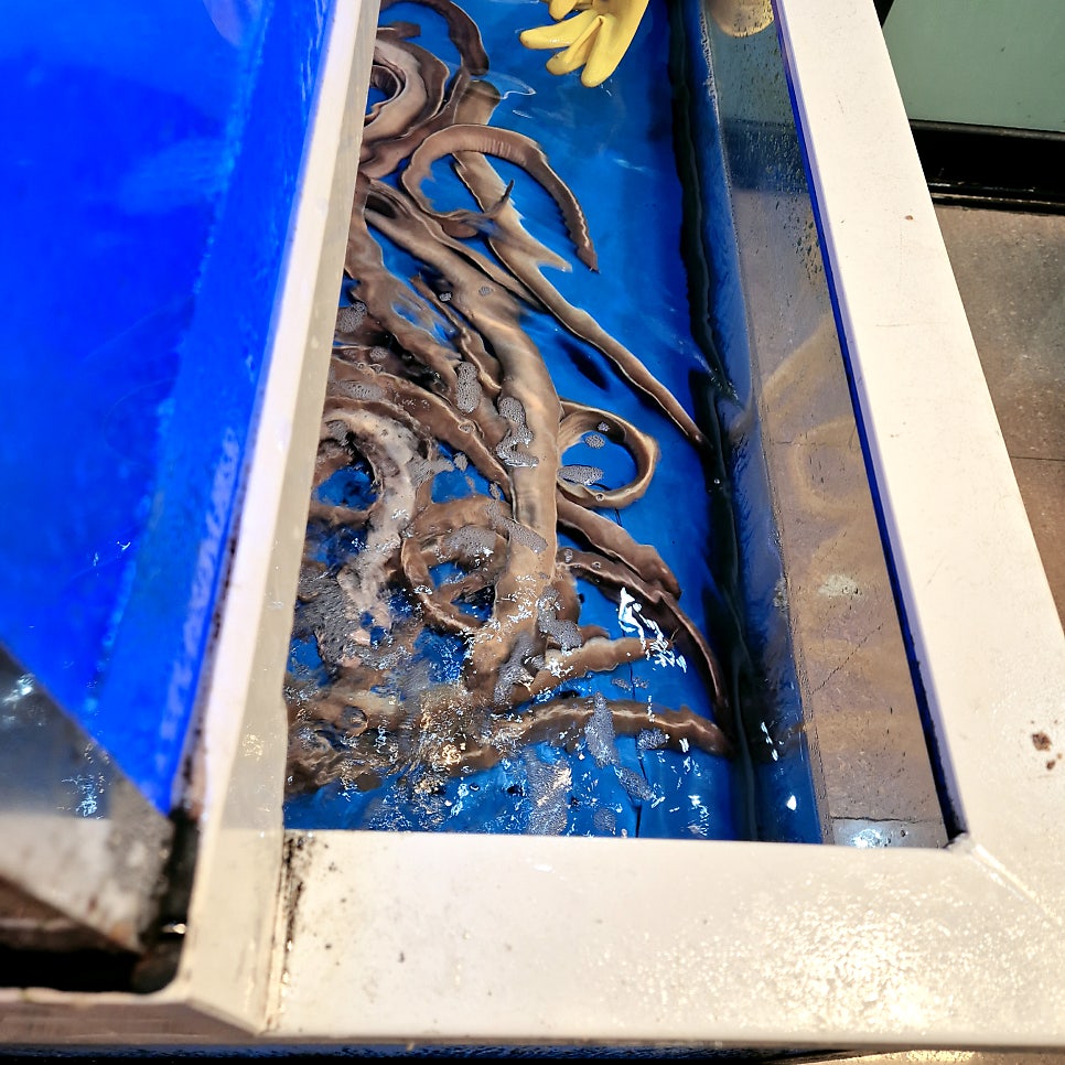 고창선운산풍천민물장어 사진 6