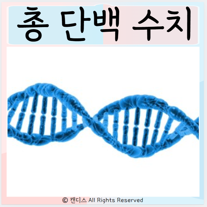  총 단백수치 높은 이유 고단백 식이요법 수치낮을때