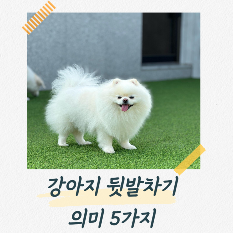  강아지가 뒷발차기 하는 이유 5가지와 주의할 점