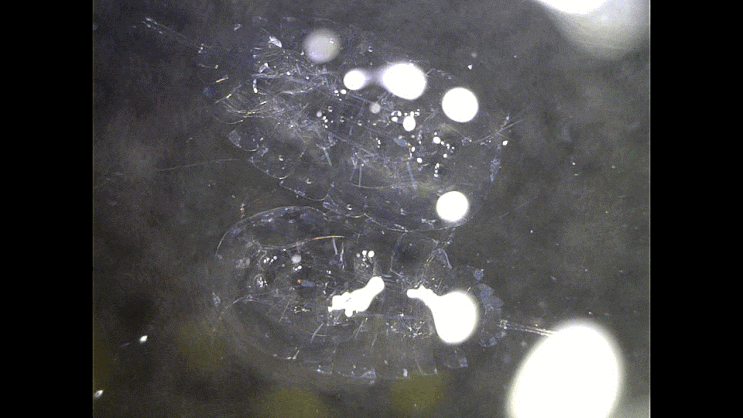  Sapphirinidae sp. 사피리나-류의 1종(코필라 속 암컷?) (Female? Copilia sp.?)(Sea Sapphire)