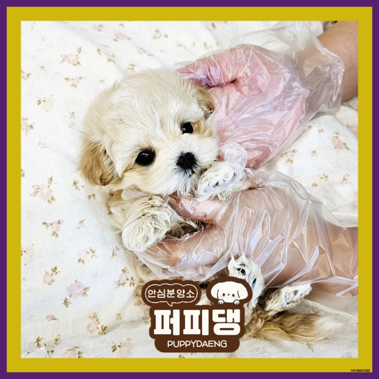  안동비숑분양 볼수록 행복해