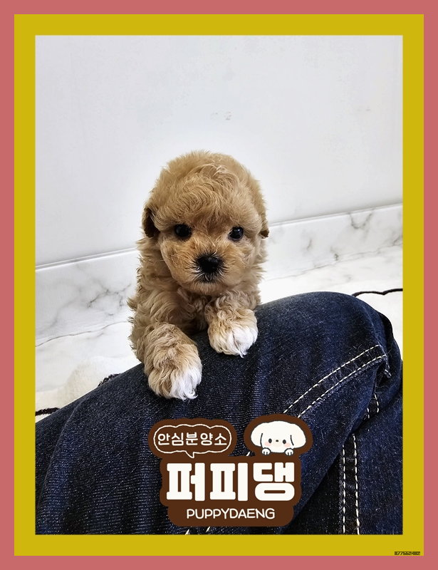  논산말티즈입양 가족맞이 첫 걸음