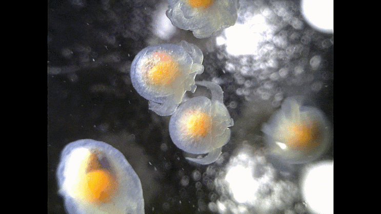  Hydromyles globulosus マメツブハダカカメガイ 나각익족류-의 1종(Sea Angel)