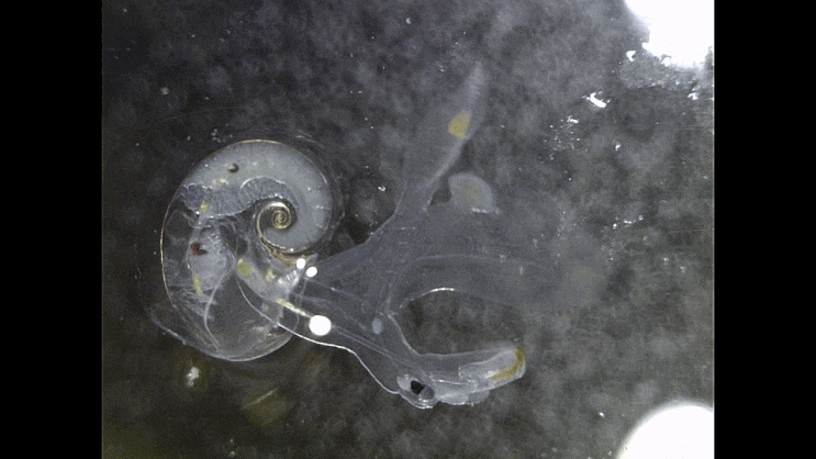  바다나비고둥-류 모음 2023,,Atlantidae spp. (holoplanktonic shelled heteropods)