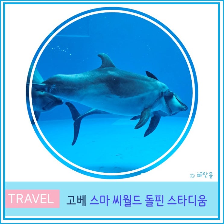  오사카 근교 여행 고베 가볼 만한 곳 리뉴얼한 스마 씨월드 수족관 돌핀 스타디움