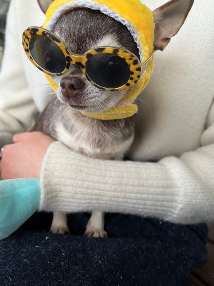  강치와 함께하는 일상