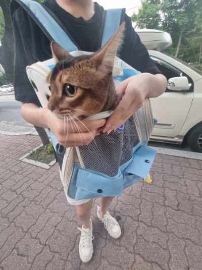  우리집 막내 호수 너무너무 편안한 일상생활 부럽다 짜식