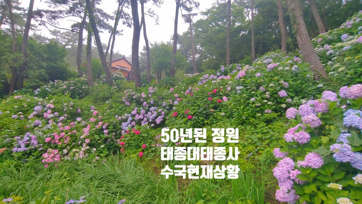  [부산 경남 7월 가 볼만한 곳 ] 태종대 대종사 50년 된 수국 정원 현재, 태종대 야간 드라이브,100년 영도등대, 지질공원 해설, 태종대 전망대, 의료지원단참전비,복성만두
