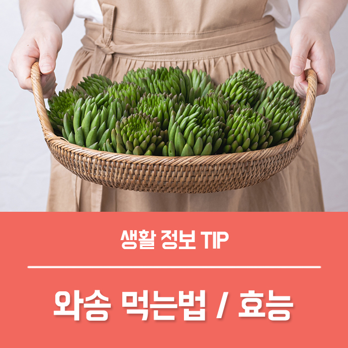  와송 효능 와송즙 부작용, 와송 키우기 와송 먹는법은?