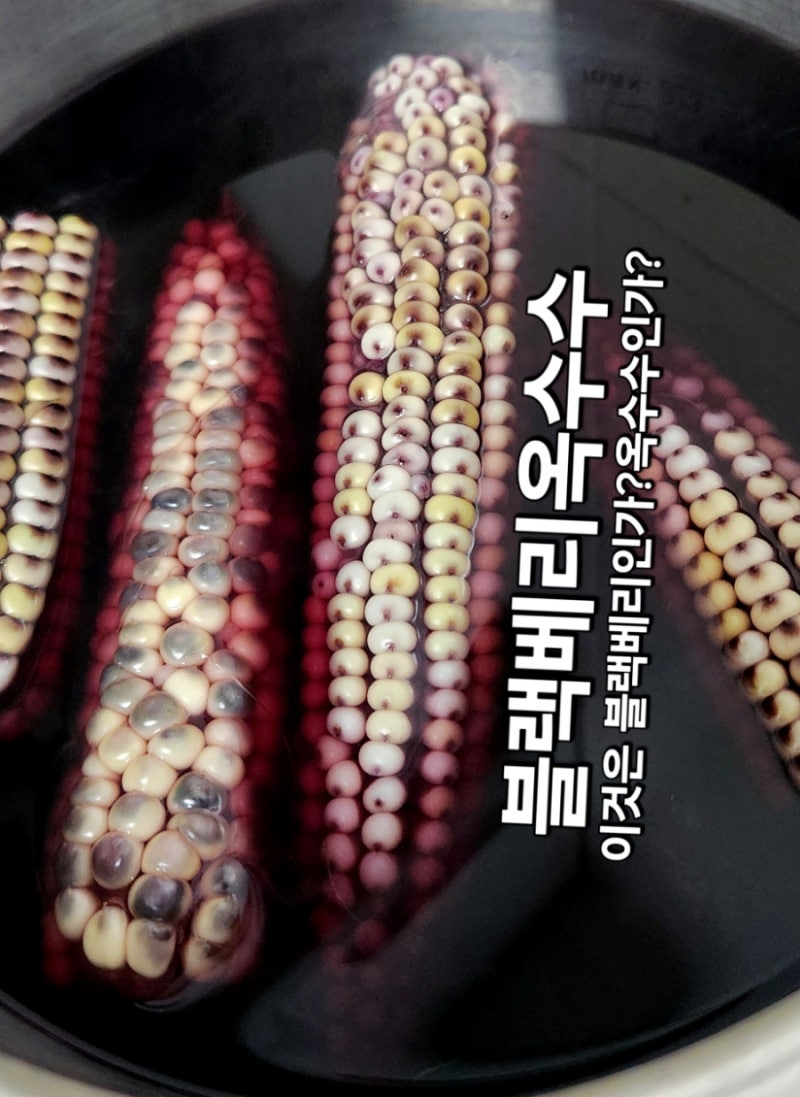 아빠농장에서 수확한 ●블랙베리옥수수●정말 신기함 주의 ㅋㅋ옥수수의 반란이 시작된다!....