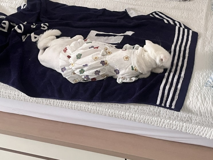  우리집 고양이 김콩떡 미용했다