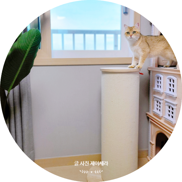  필수 고양이용품 미우타임즈 대형 고양이 스크래쳐 추천해요
