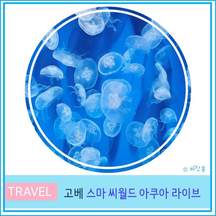  오사카 근교 여행 고베 아이와 가볼 만한 곳 스마 씨월드 아쿠아 라이브 수족관
