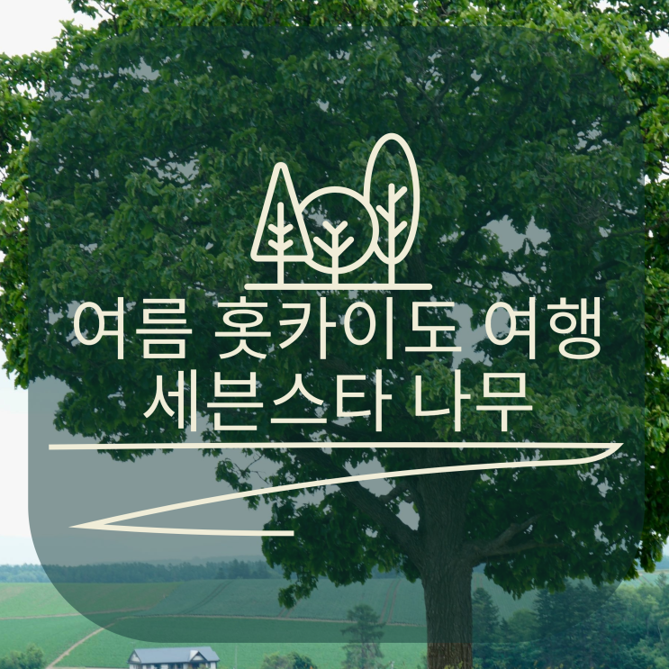  여름 홋카이도의 세븐스타 나무