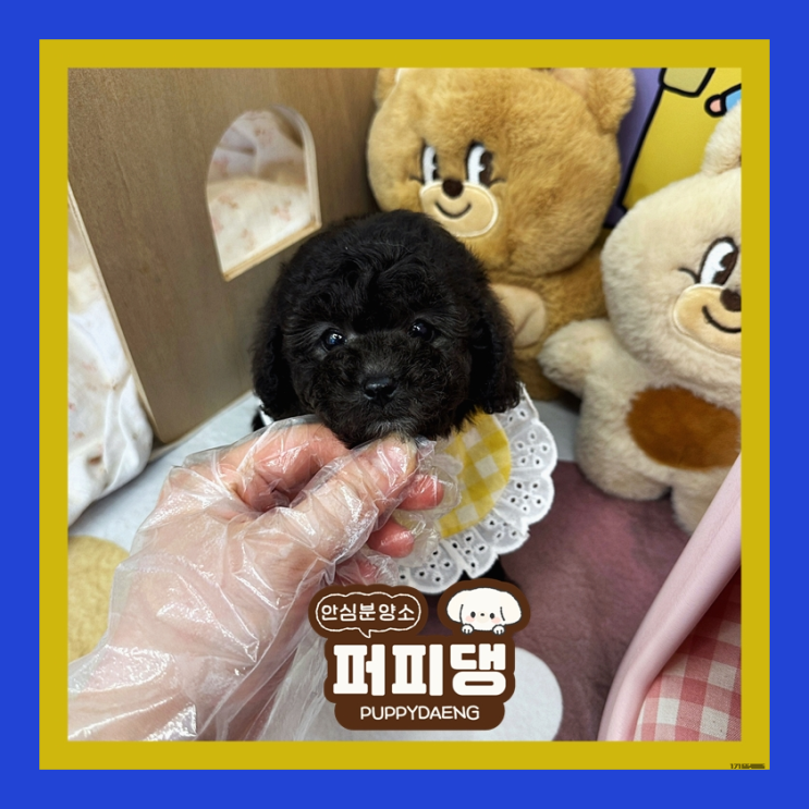  함양말티푸입양 건강해서 좋아요