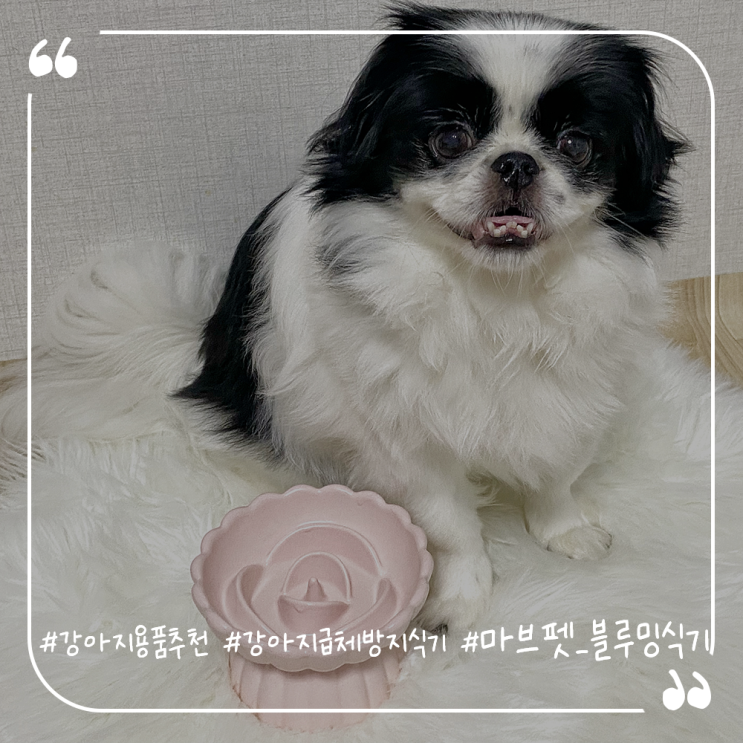  강아지용품추천 강아지급체방지 마브펫 블루밍슬로우식기
